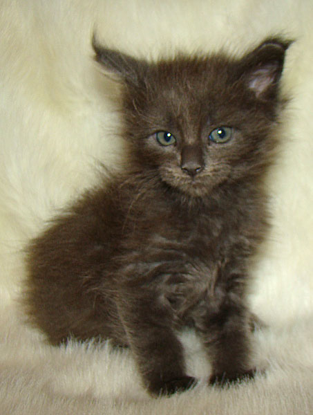 ���� ��� ������� ��������� Catsvill County!  ���� ����! ������ ������ ���� ���! ���� ��� ������ ������ � ����� ����!!! �������� ���� ����� Catsvill County +7-926-544-74-09  ���� ��� �������� ������. ���� ��� ������, ���� ��� �������, ���� ��� ������,  ���� ��� ����, ���� ��� ��������, ���� ����,  ������ ������ ���� ���,  ������ ����-����, ����� ������� ������ �����, ����� ����� ������!